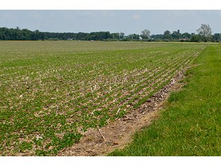 Property photo 40 - LAND AUCTION - 700+/- ACRES OFFERED IN 16 TRACTS IN ALLEN COUNTY, INDIANA